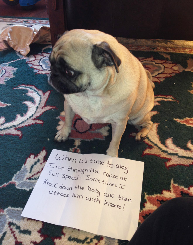 Dog shaming.