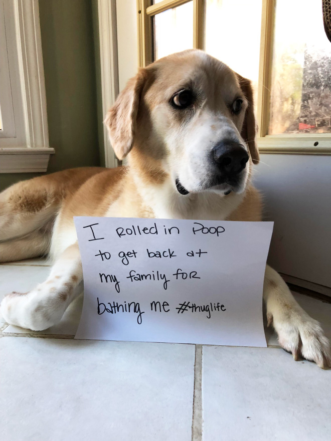 Dog shaming.