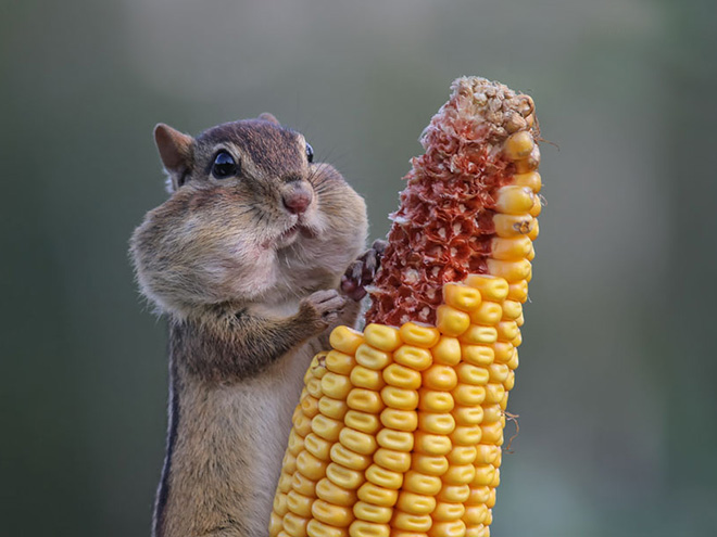 Picture from "Comedy Wildlife Photography Awards" contest.