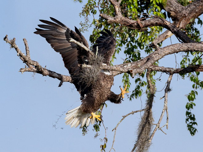 Picture from "Comedy Wildlife Photography Awards" contest.