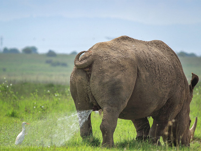 Picture from "Comedy Wildlife Photography Awards" contest.