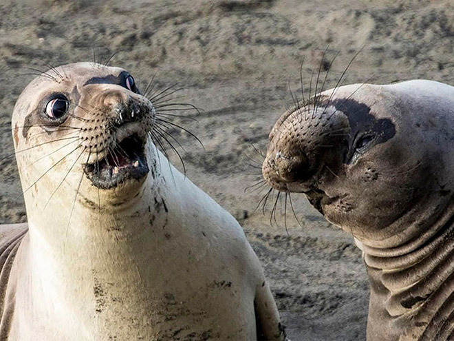 Picture from "Comedy Wildlife Photography Awards" contest.