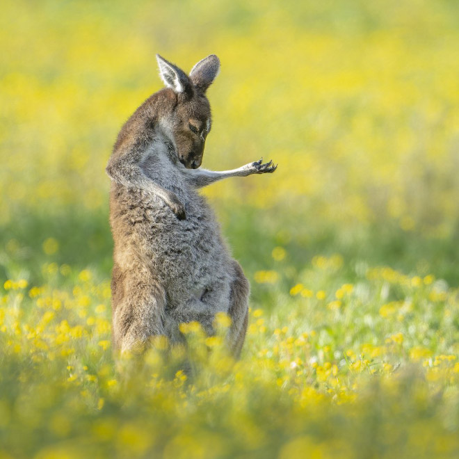 Picture from "Comedy Wildlife Photography Awards" contest.