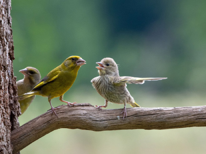 Picture from "Comedy Wildlife Photography Awards" contest.