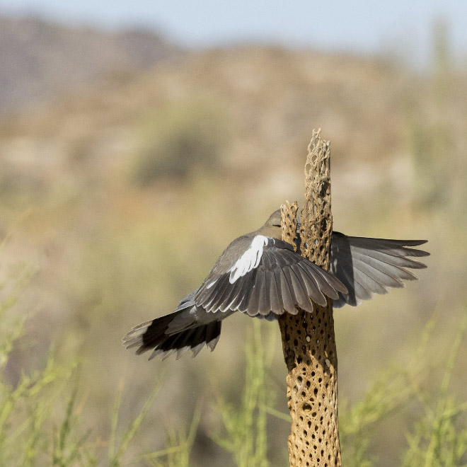 Picture from "Comedy Wildlife Photography Awards" contest.