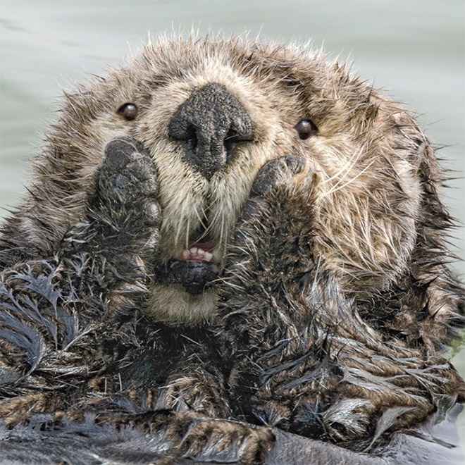 Picture from "Comedy Wildlife Photography Awards" contest.