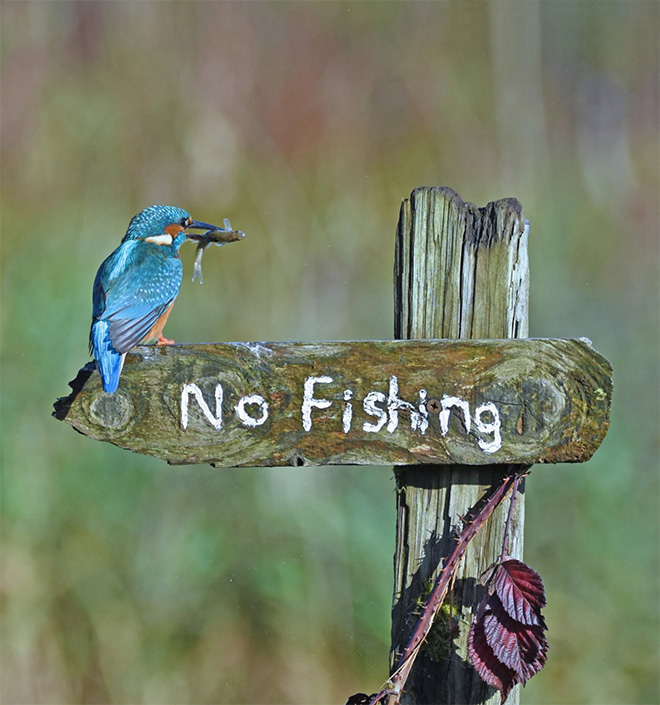 Picture from "Comedy Wildlife Photography Awards" contest.