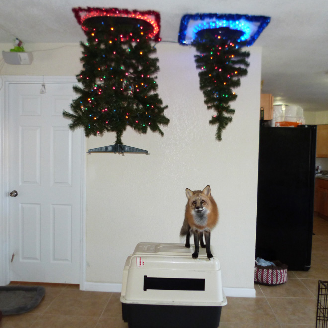 Pet-proofing Christmas tree.