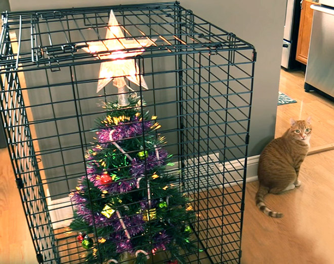 Pet-proofing Christmas tree.