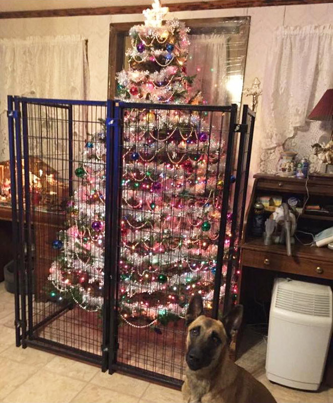 Pet-proofing Christmas tree.