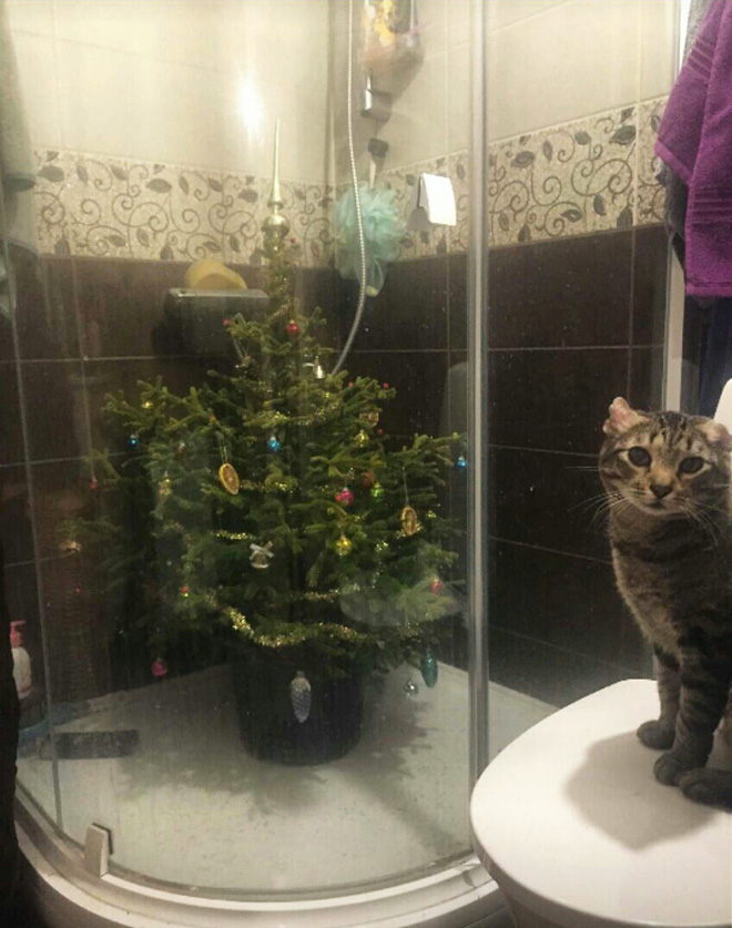 Pet-proofing Christmas tree.