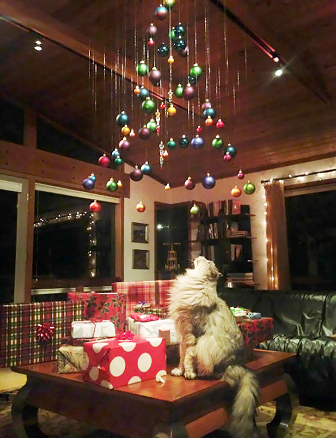 Pet-proofing Christmas tree.