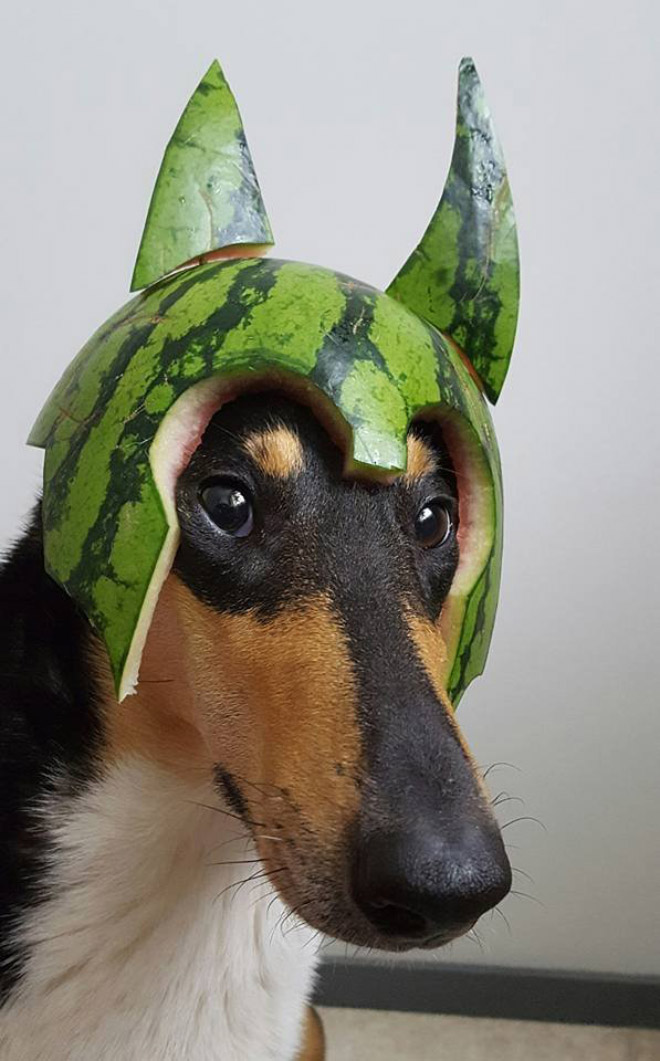 Gallery of Dogs Wearing Watermelon Helmets
