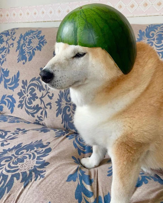 Watermelon helmet for a dog.