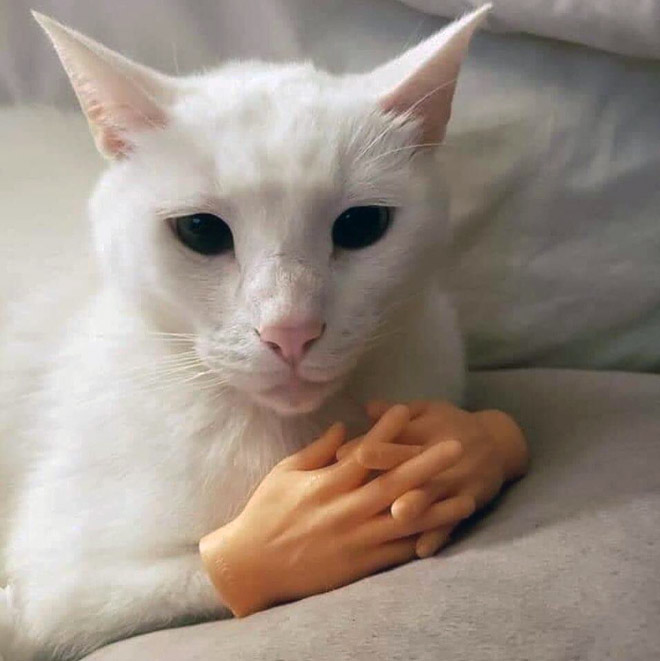 Tiny human hands for cats.