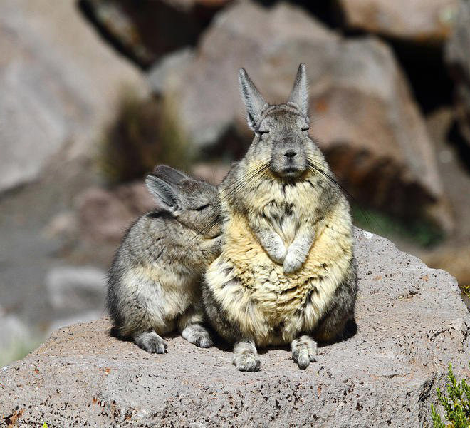 Viscacha is a South American rodent that looks very un-amused and tired.