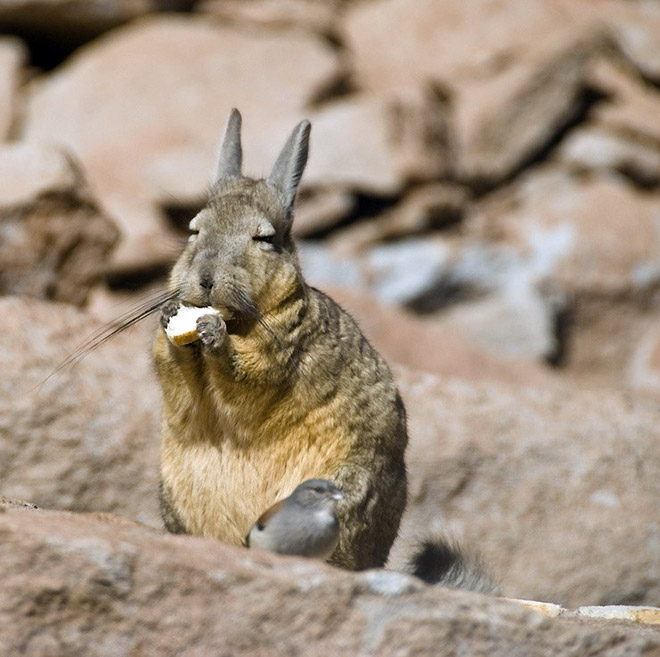 Viscacha is a South American rodent that looks very un-amused and tired.