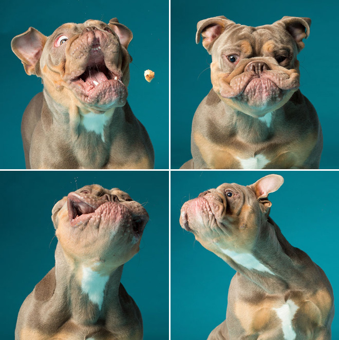 Dog portrait photos by Kevin Sarasom.