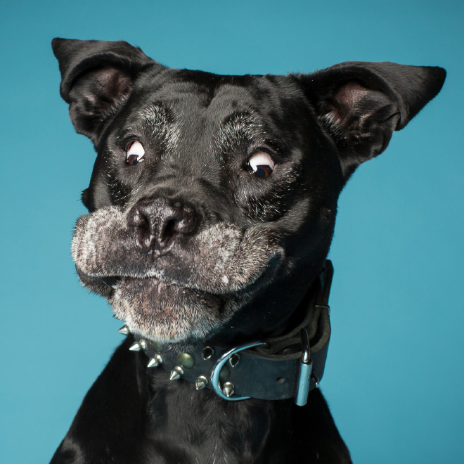 Dog portrait photo by Kevin Sarasom.
