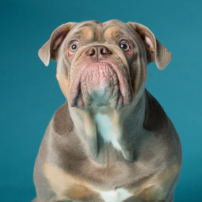 The Funniest Dog Portraits by Kevin Sarasom