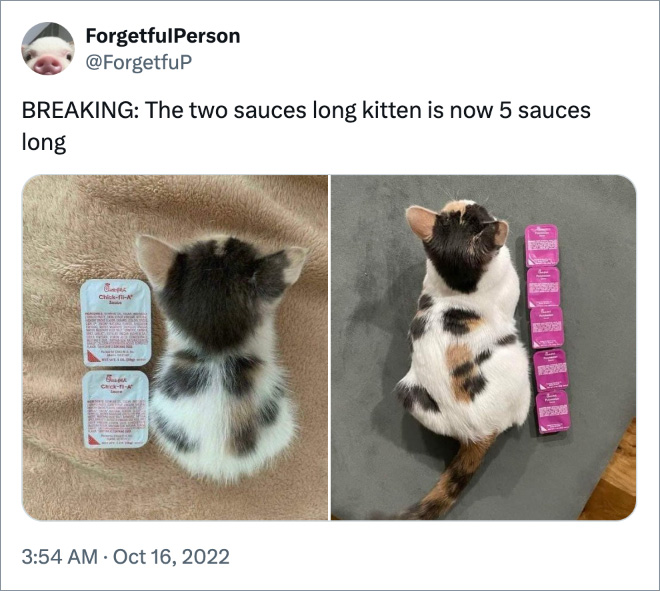 BREAKING: The two sauces long kitten is now 5 sauces long