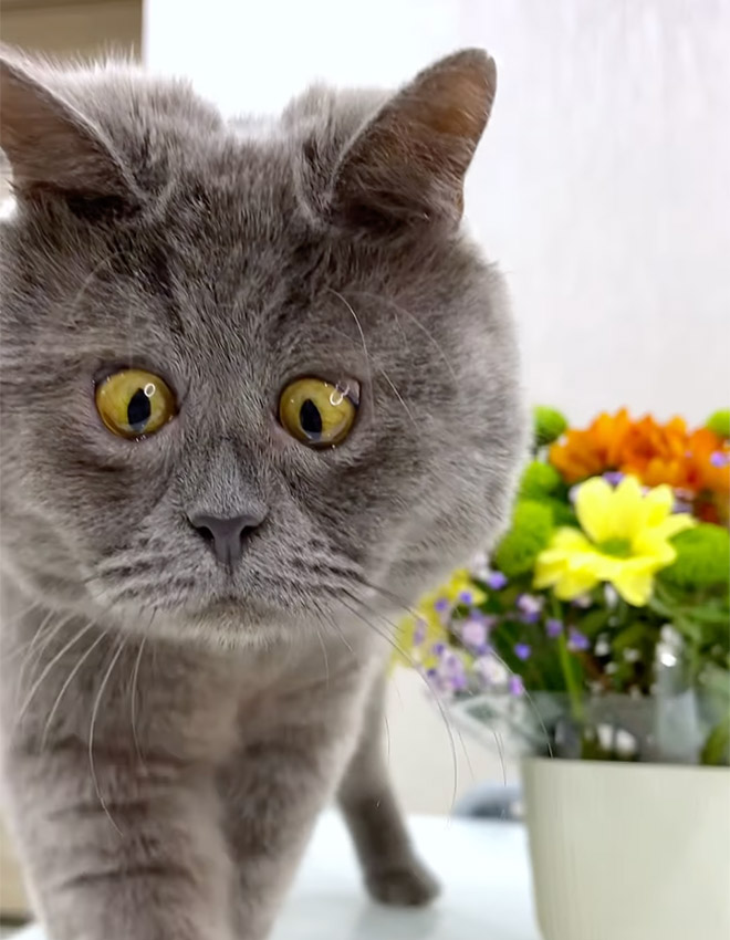 Cat that looks like a real-life cartoon character.