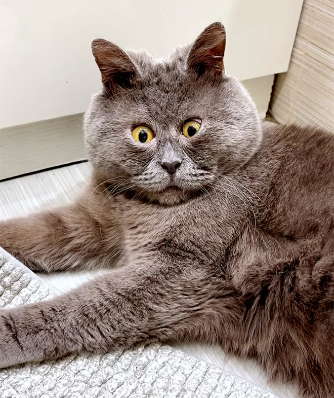 Cat that looks like a real-life cartoon character.