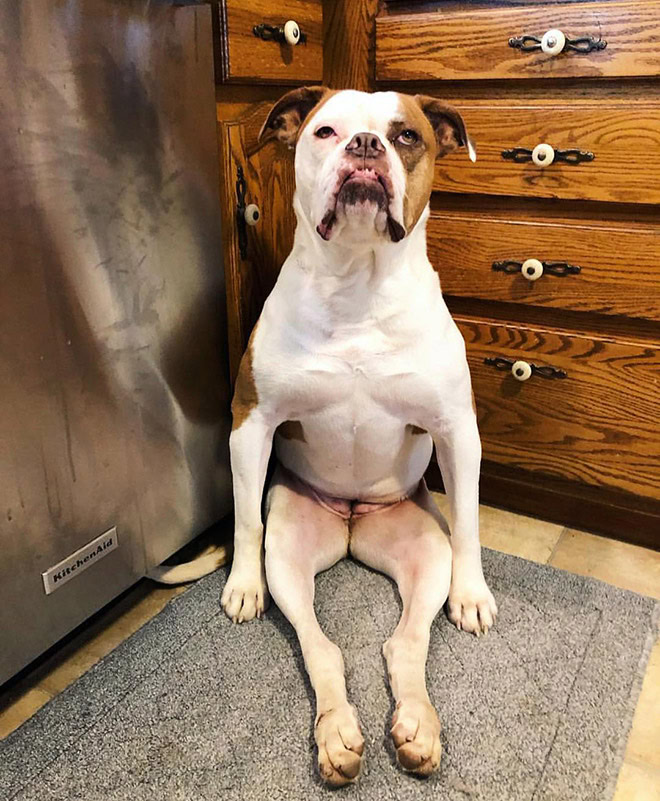 Hilarious Gallery of Awkwardly Sitting Dogs