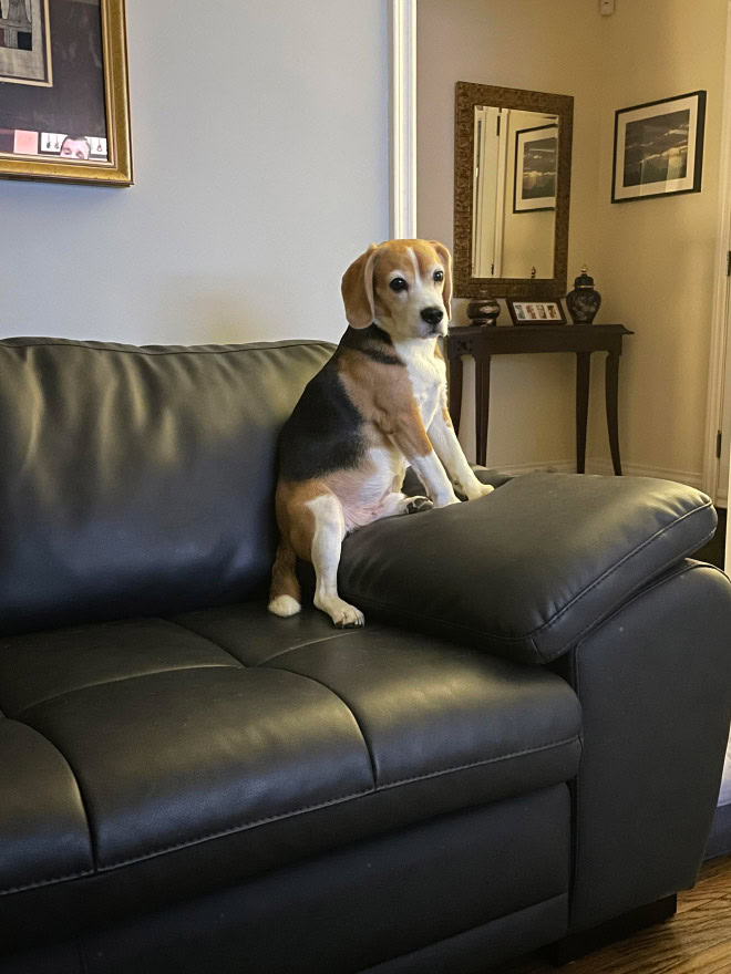 Awkwardly sitting dog.