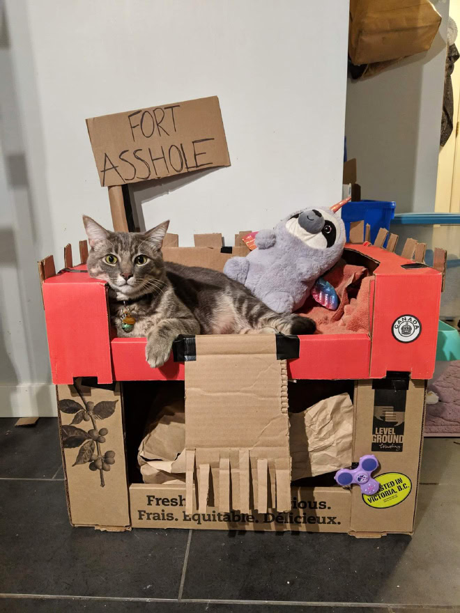 Cat Owners Are Building A-Hole Forts For Their Cats