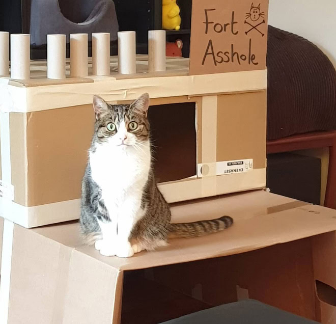 Funny cardboard fort for a cat.