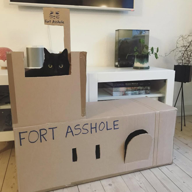 Funny cardboard fort for a cat.