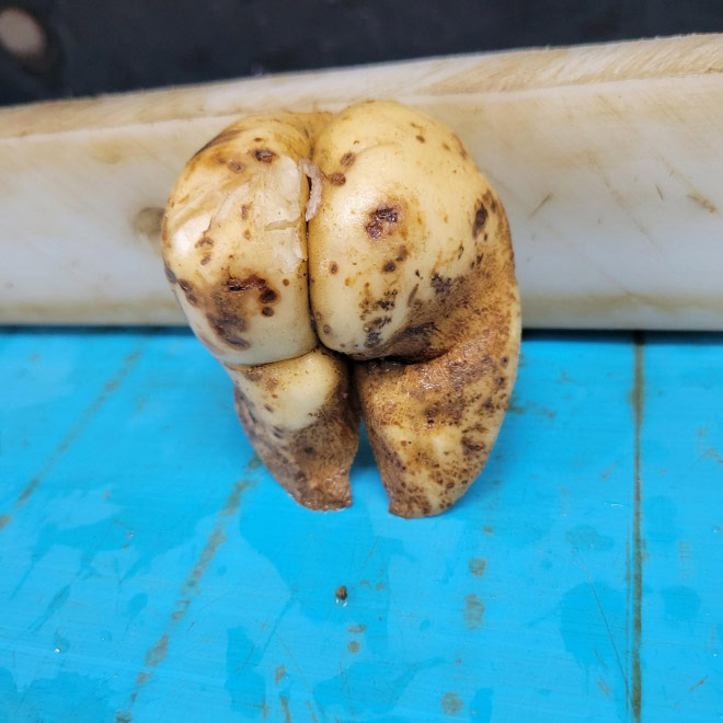 Potato butt.