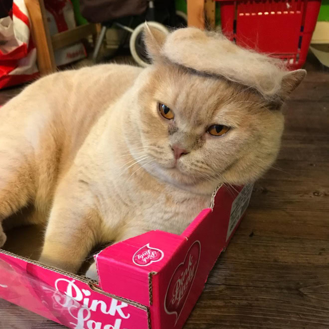 Trump cat.