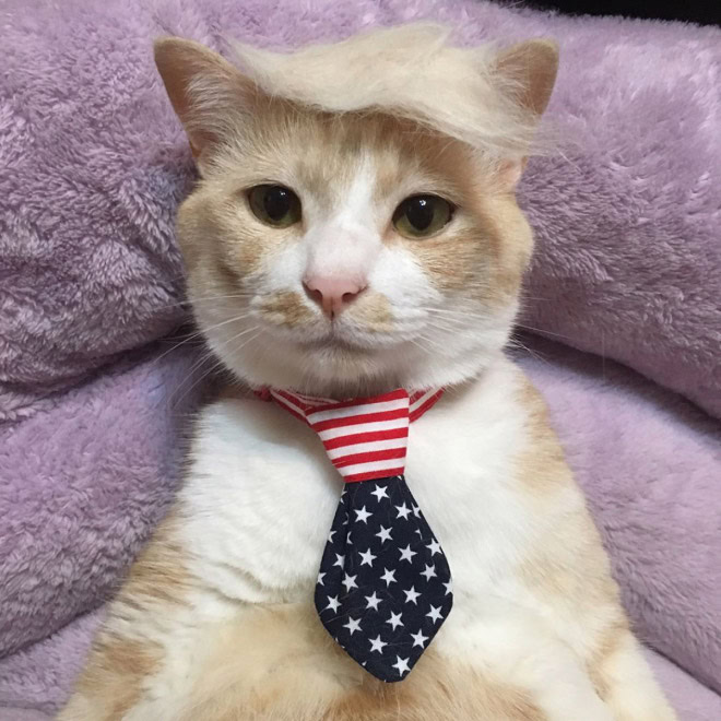 Trump cat.