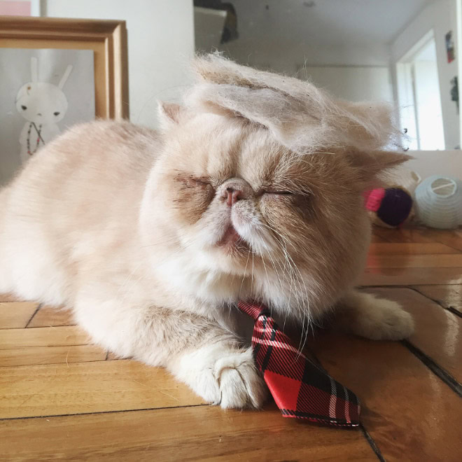 Trump cat.