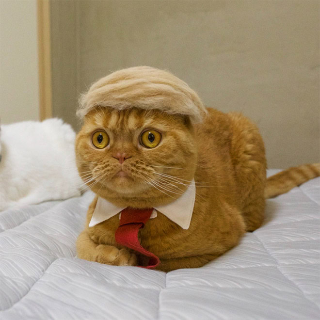 Trump cat.