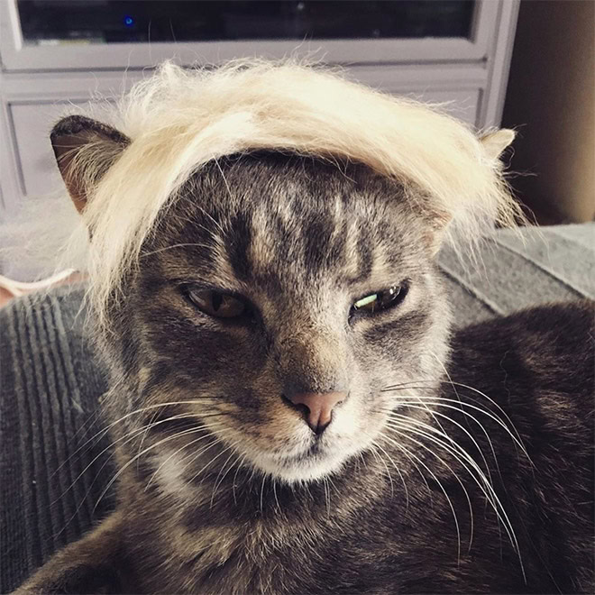 Trump cat.