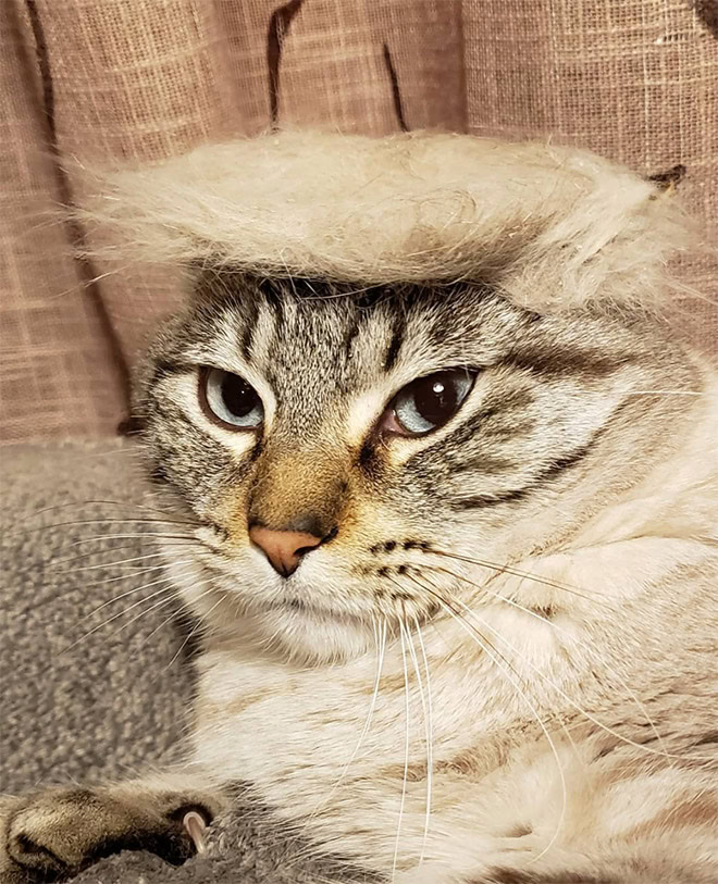 Trump cat.