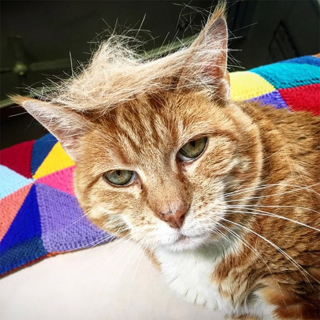 Trump cat.