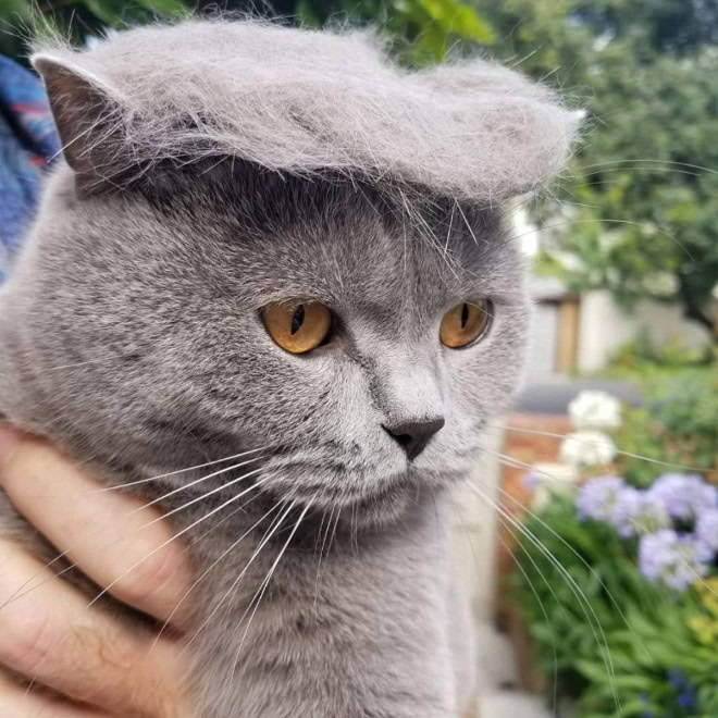 Trump cat.