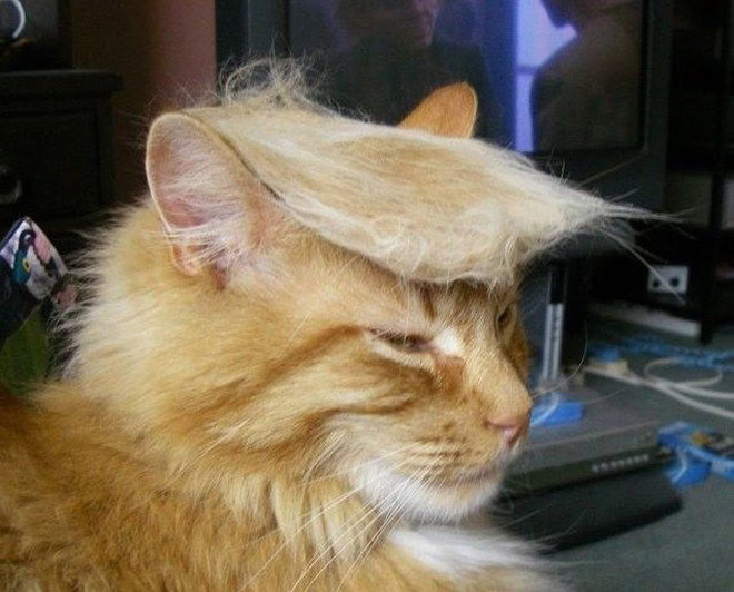 Trump cat.