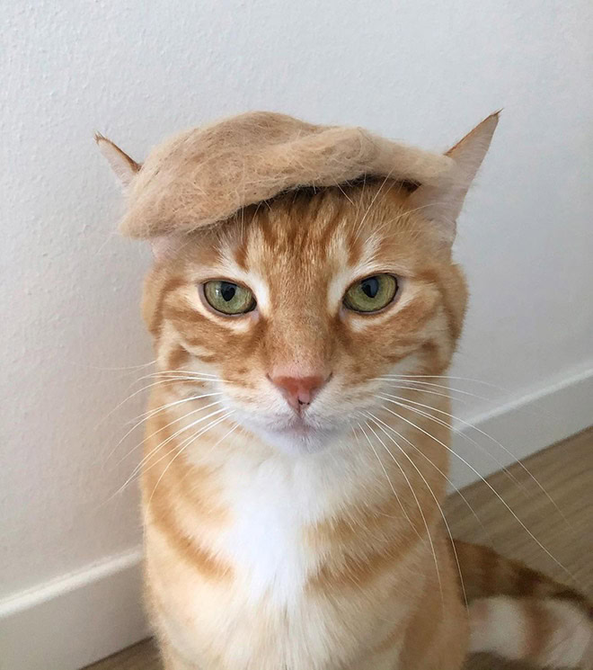 Trump cat.