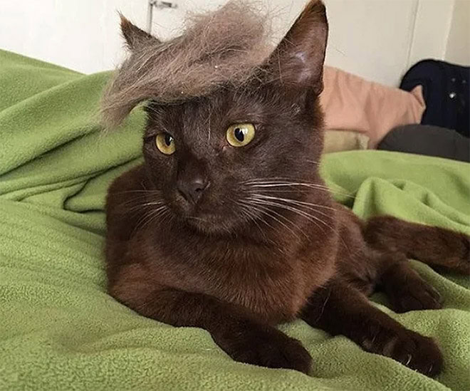 Trump cat.