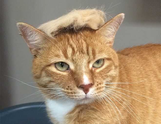 Trump cat.