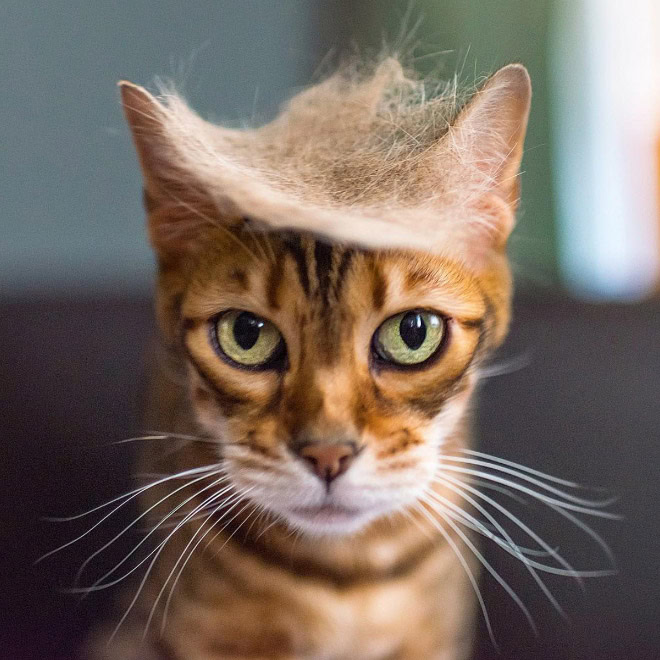 Trump cat.