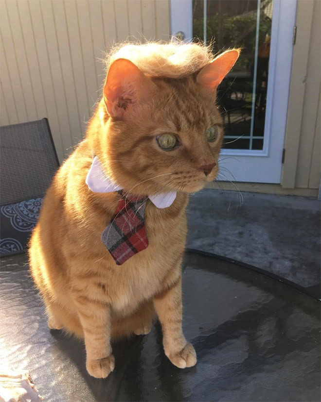 Trump cat.