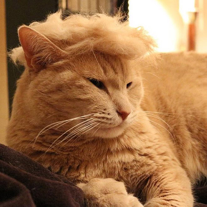 Trump cat.