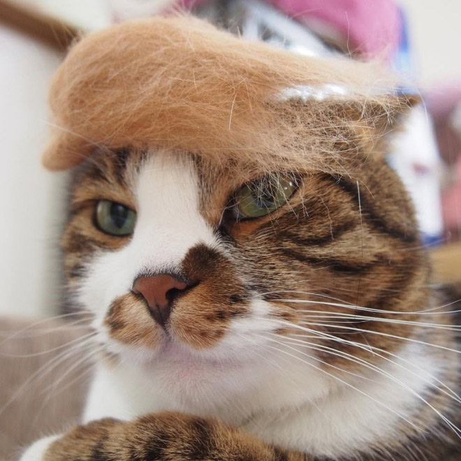 Trump cat.