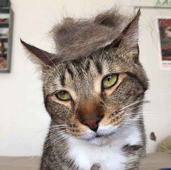 Trump cat.